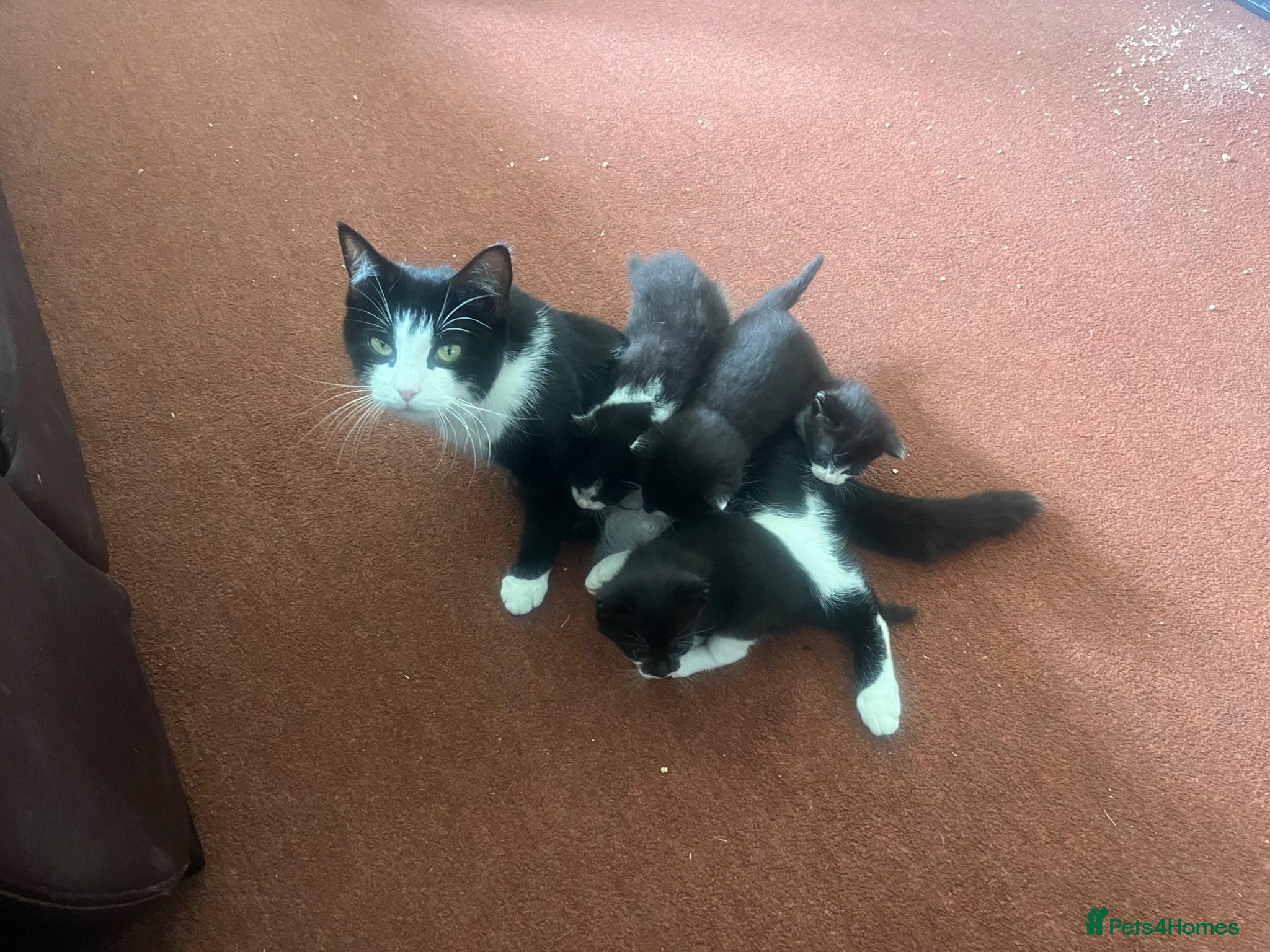 Mixed Breed cats for sale: The Tuxedo Quartet - Advert 8