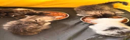 Mixed Breed cats for sale: Kittens in Hartlepool - Advert 2