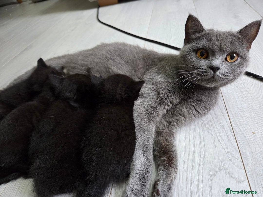 Mixed Breed cats for sale: Half british shorthair kitten - Image 1