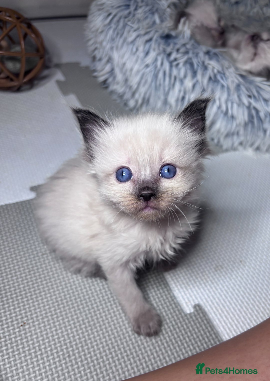Ragdoll cats for sale: 6 adorable ragdoll kittens 🩷🩵 - Image 12