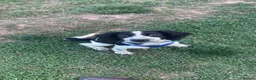 English Springer Spaniel dogs for sale: Gorgeous springer spaniel pup  in Wellington - Advert 4