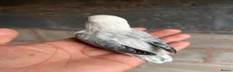 Lovebirds birds for sale: Beautiful baby and adult lovebird - Advert 8