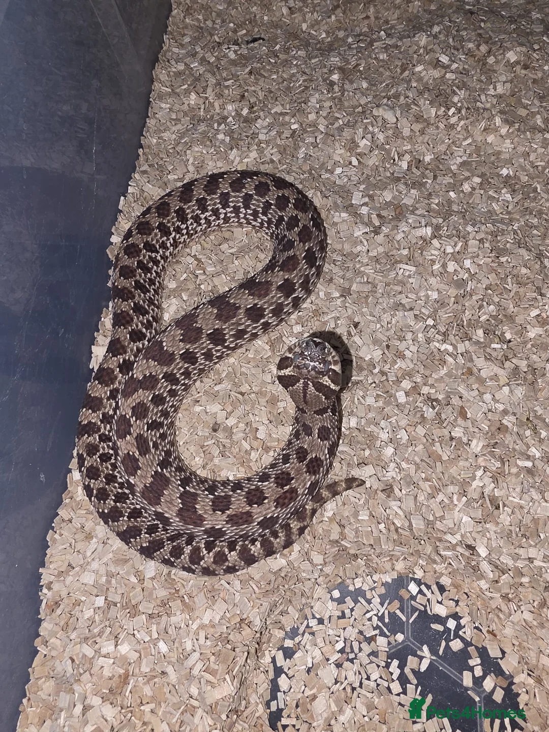 Snake reptiles for sale: Western Hognose Female Snakes - Advert 4