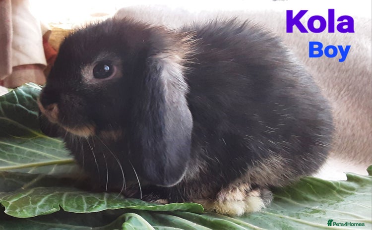 Mini Lop rabbits for sale - Advert 1