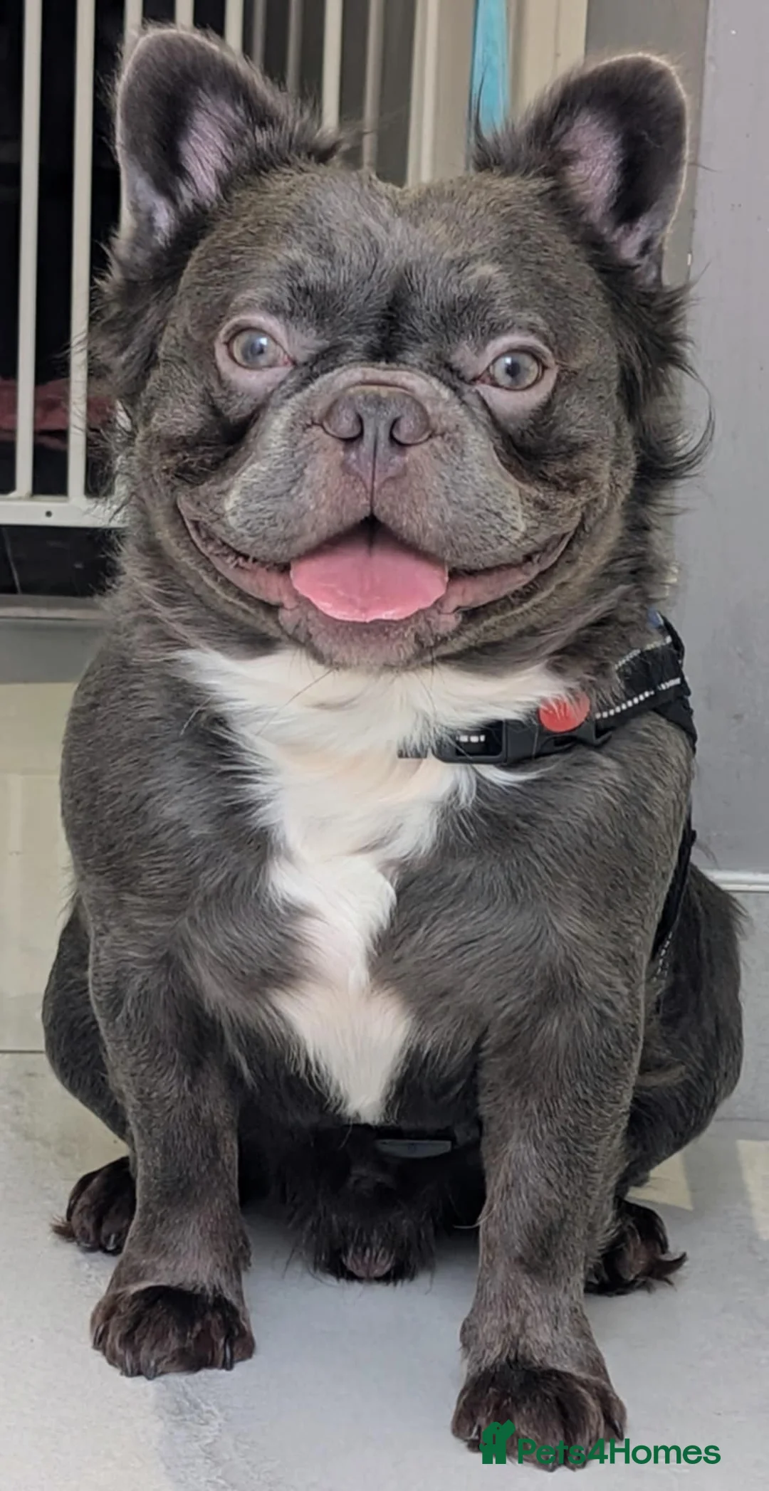 French Bulldog dogs for stud: Rfg tested aa lilac quad fluffy carrying testable in Sheffield - Advert 3