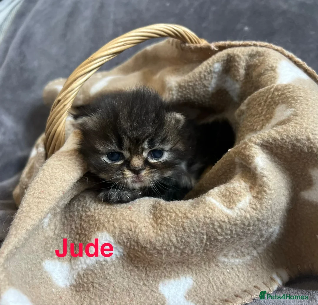 Persian cats for sale: Beautiful litter of Persian kittens, PKD Neg - Advert 1
