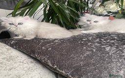 Persian cats for sale: Silver Persian chinchilla kittens, 2 Male 1 Female - Image 1