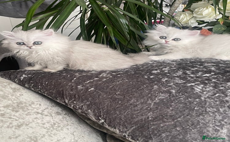 Persian cats - Advert 2