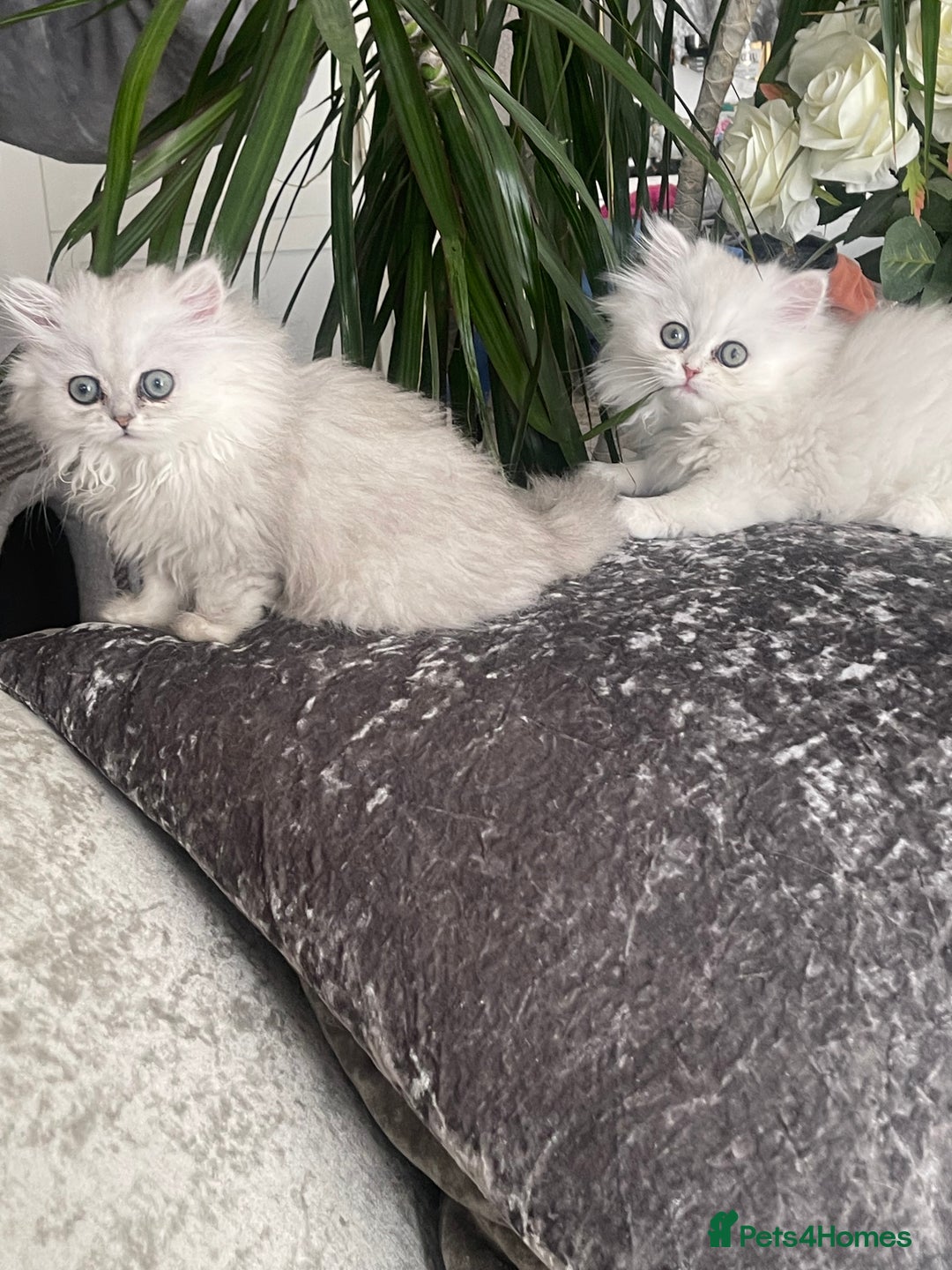 Persian cats for sale: Silver Persian chinchilla kittens, 2 Male 1 Female - Image 1
