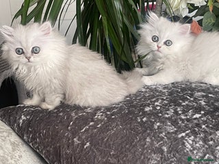 Persian cats - Advert 17