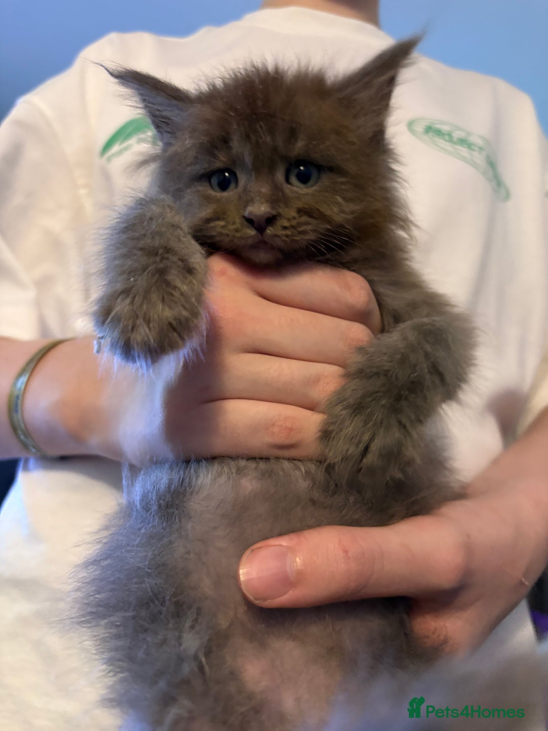 Maine Coon cats for sale: Beautiful maincoon kittens ready now  - Advert 13