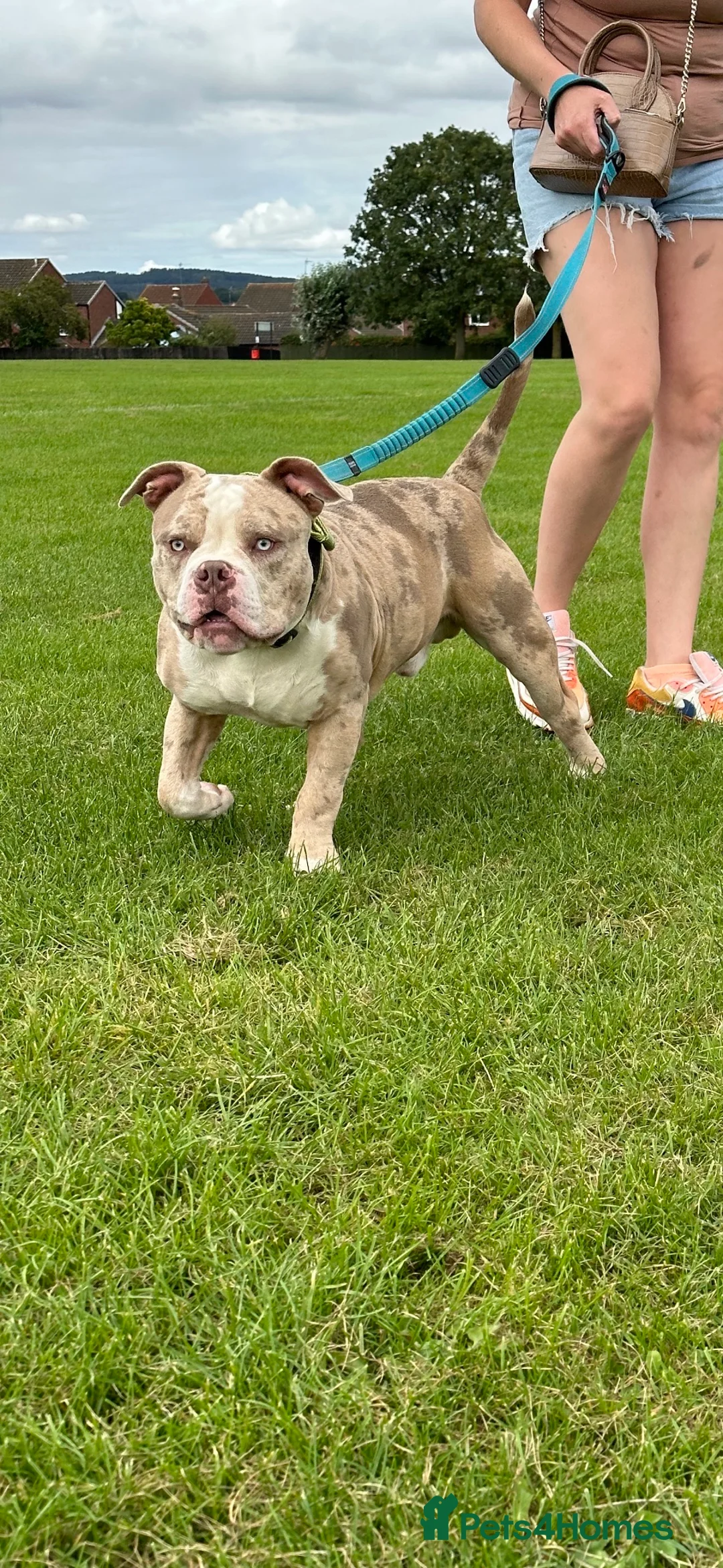 American Bully dogs for stud: Merle ABKC american pocket bully stud in Leicester - Advert 19