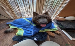 German Shepherd dogs for sale: German Shepherd 1 year old male - Image 6