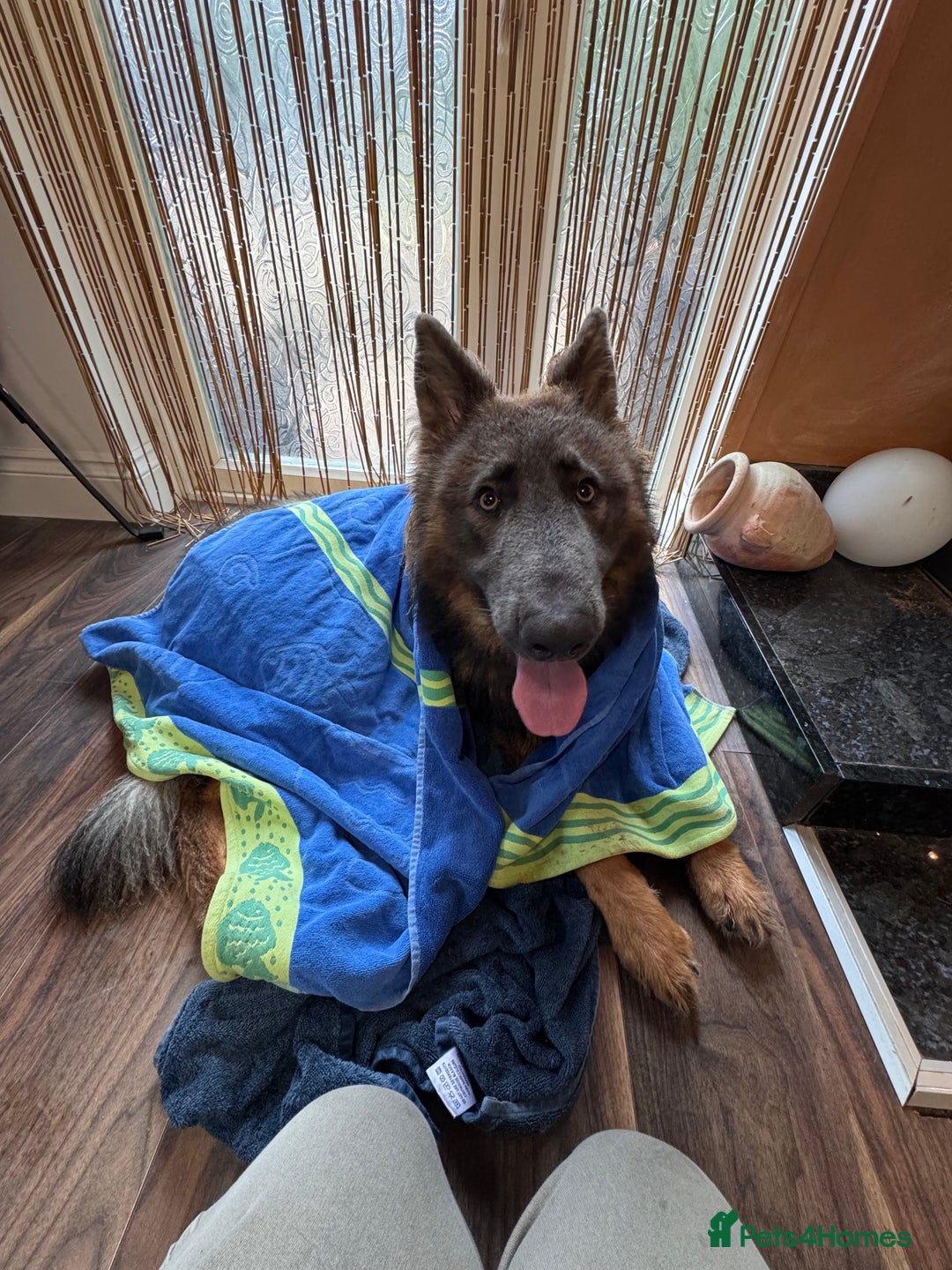 German Shepherd dogs for sale: German Shepherd 1 year old male - Image 6