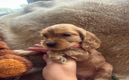 Cocker Spaniel dogs for sale: Cocker spaniel puppies  - Image 23