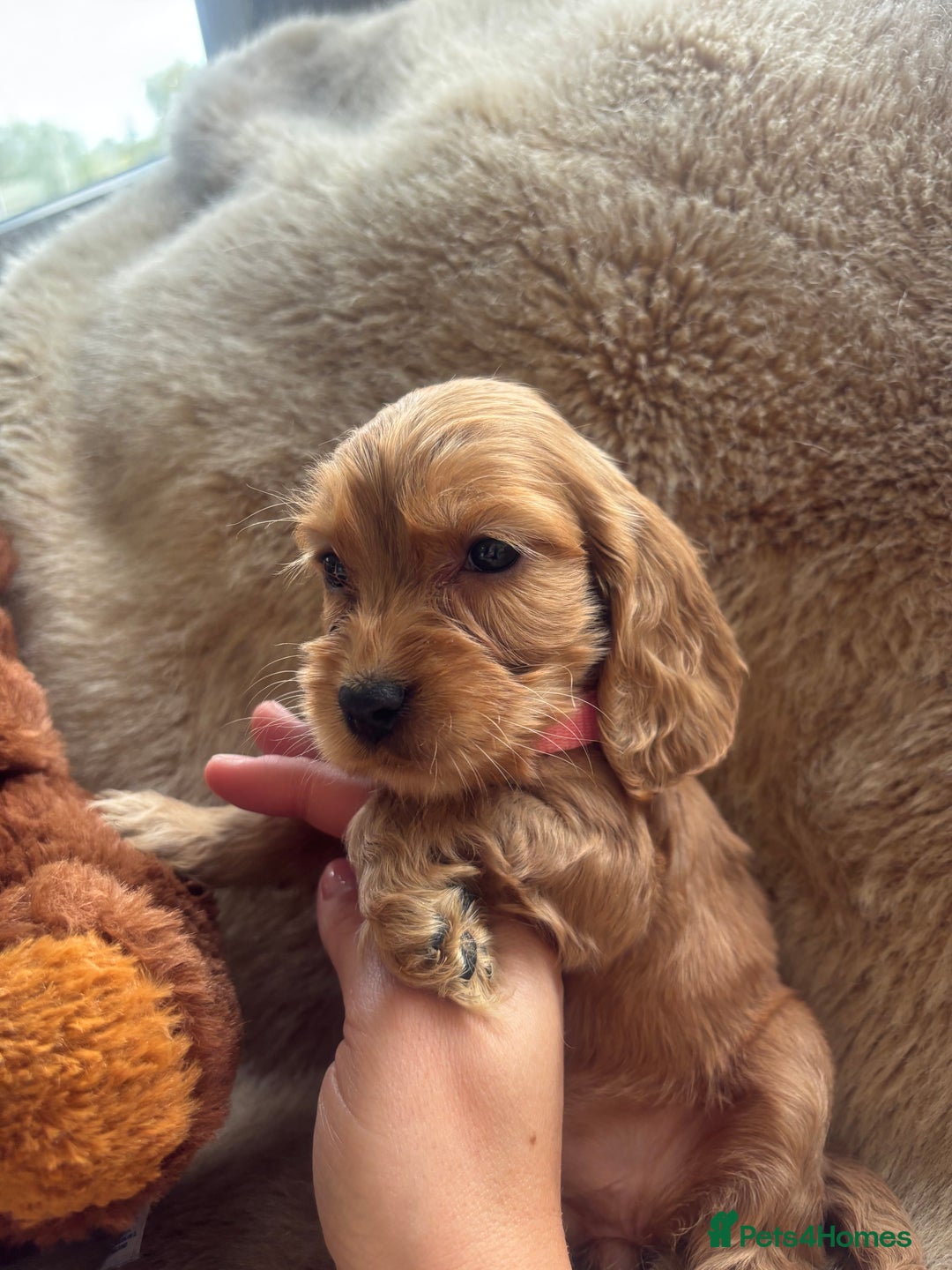 Cocker Spaniel dogs for sale: Cocker spaniel puppies  - Image 23