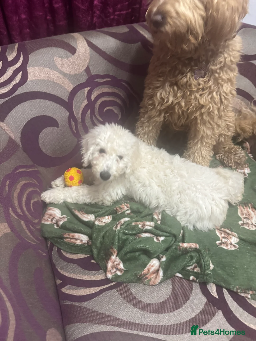 Goldendoodle dogs for sale: Golden doodle F1B stunning puppies  - Advert 37