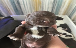 Sprocker dogs for sale: Beautiful Sprocker puppies  - Image 39