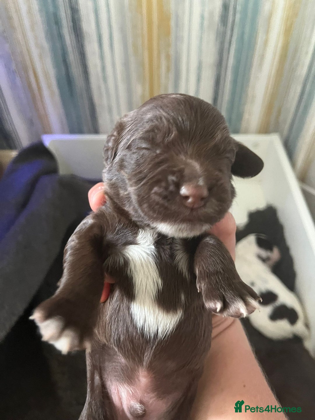 Sprocker dogs for sale: Beautiful Sprocker puppies  - Image 39