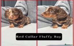 Miniature Dachshund dogs for sale: Ready to leave in 2 weeks - 7 miniature dachshunds - Image 4