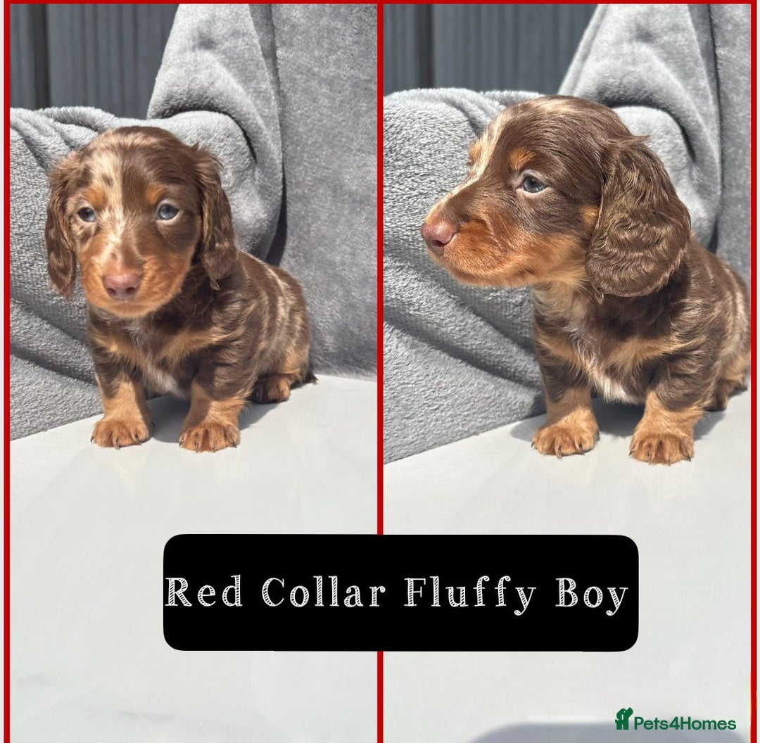 Miniature Dachshund dogs for sale: Ready to leave in 2 weeks - 7 miniature dachshunds - Image 4
