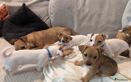 Mixed Breed dogs for sale: Jack Russell 3/4 1/4 chihuahua puppies  - Image 4