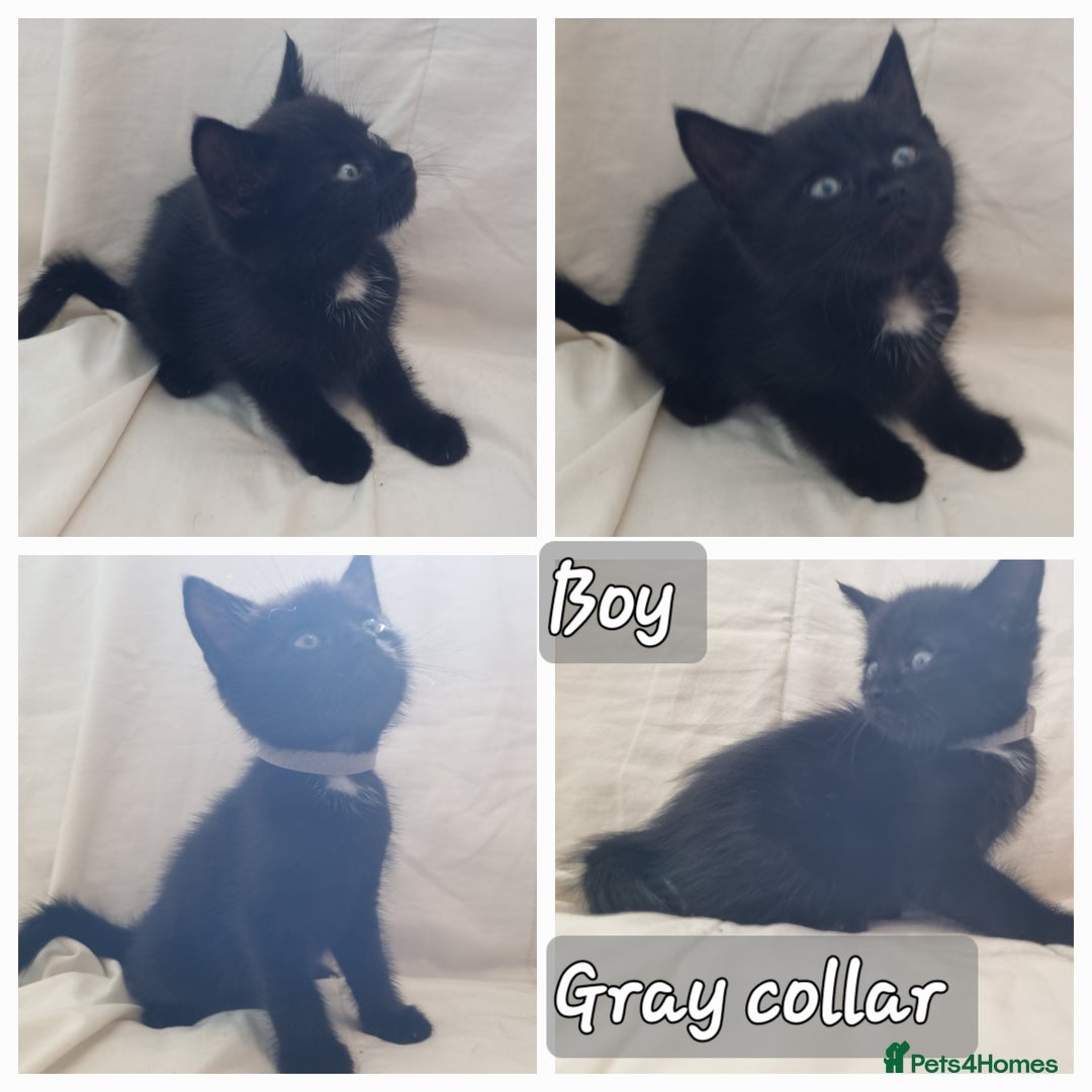 Mixed Breed cats for sale: 5 beautiful kittens for sale.Read the description. - Image 8