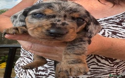 Miniature Dachshund dogs for sale: Miniature dapple dachshund  - Image 24