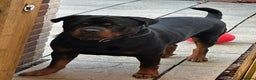 Rottweiler dogs for sale: Rottweiler needs a loving forever home  - Advert 3