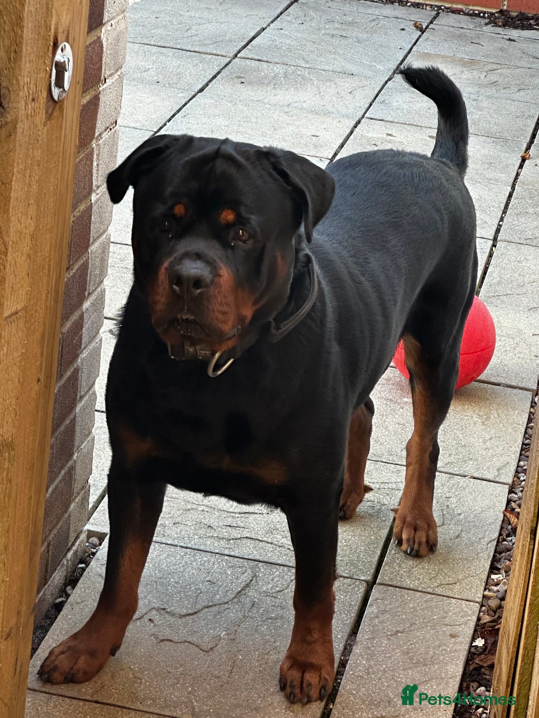 Rottweiler dogs for sale: Rottweiler needs a loving forever home  - Advert 3