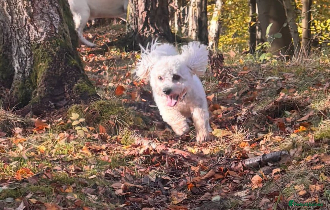 Cavachon dogs for stud: Handsome Cavachon Stud – Friendly Family Dog - Advert 3