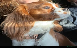 Cavalier King Charles Spaniel dogs for sale: Champion line Cavalier Pups -  **Waiting List** - Image 12