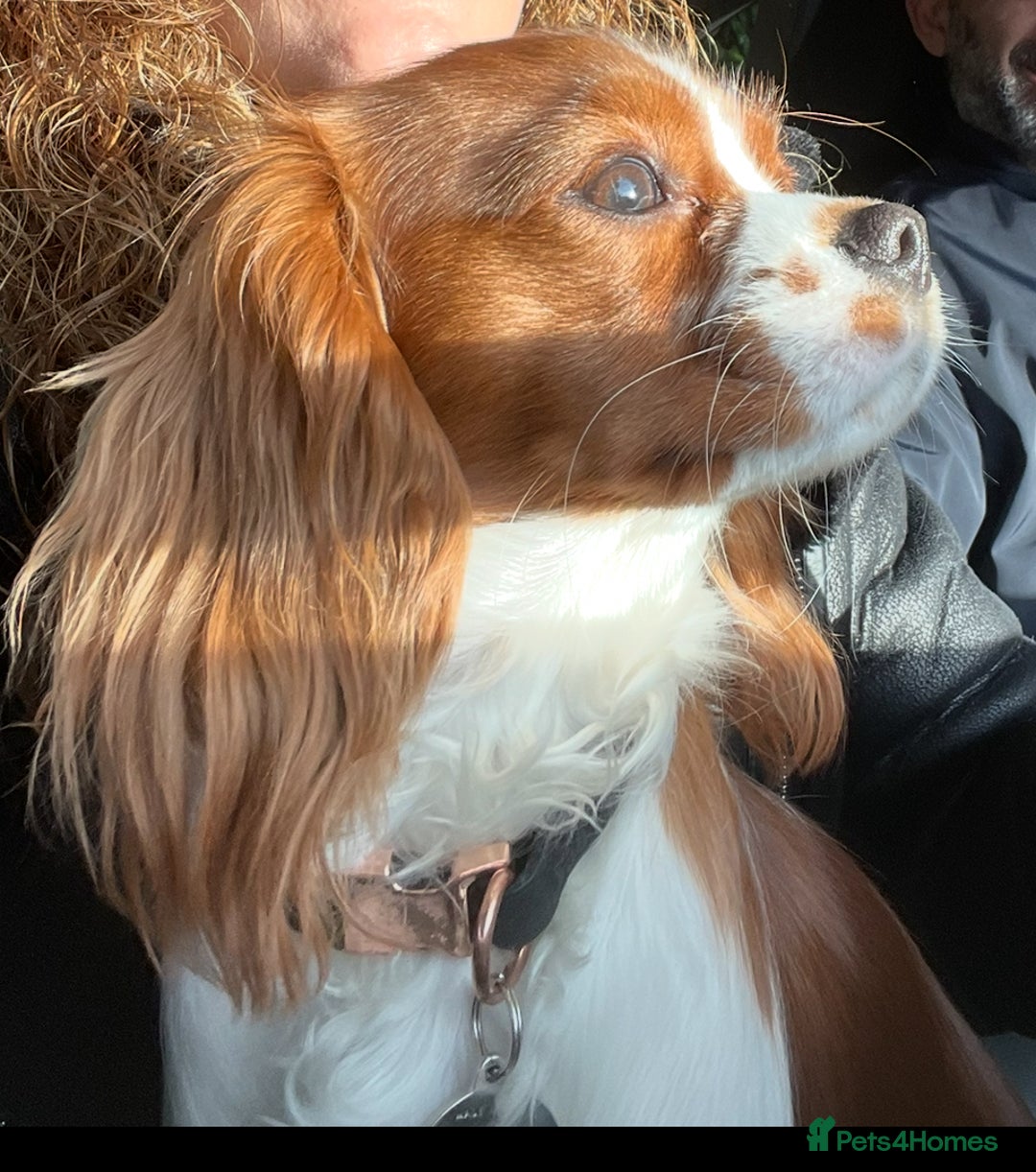 Cavalier King Charles Spaniel dogs for sale: Champion line Cavalier Pups -  **Waiting List** - Image 12