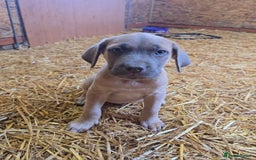 Cane Corso dogs for sale: Beautiful Cane Corso pups now available.  - Image 7