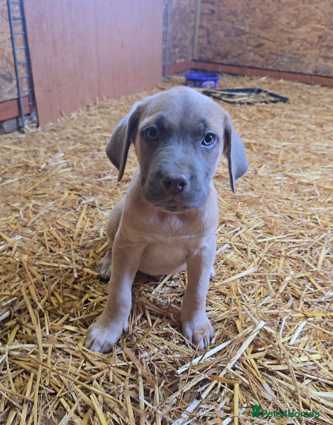 Cane Corso dogs for sale: Beautiful Cane Corso pups now available.  - Image 7