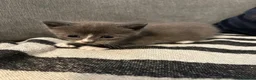 Mixed Breed cats for sale: 4 Stunning Siamese Mixed Kittens Available  - Advert 4