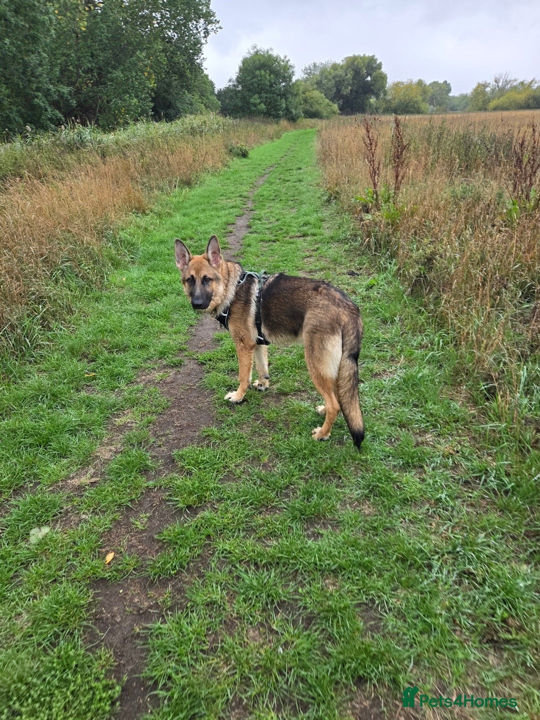 German Shepherd dogs for sale: Looking for forever home - Image 6