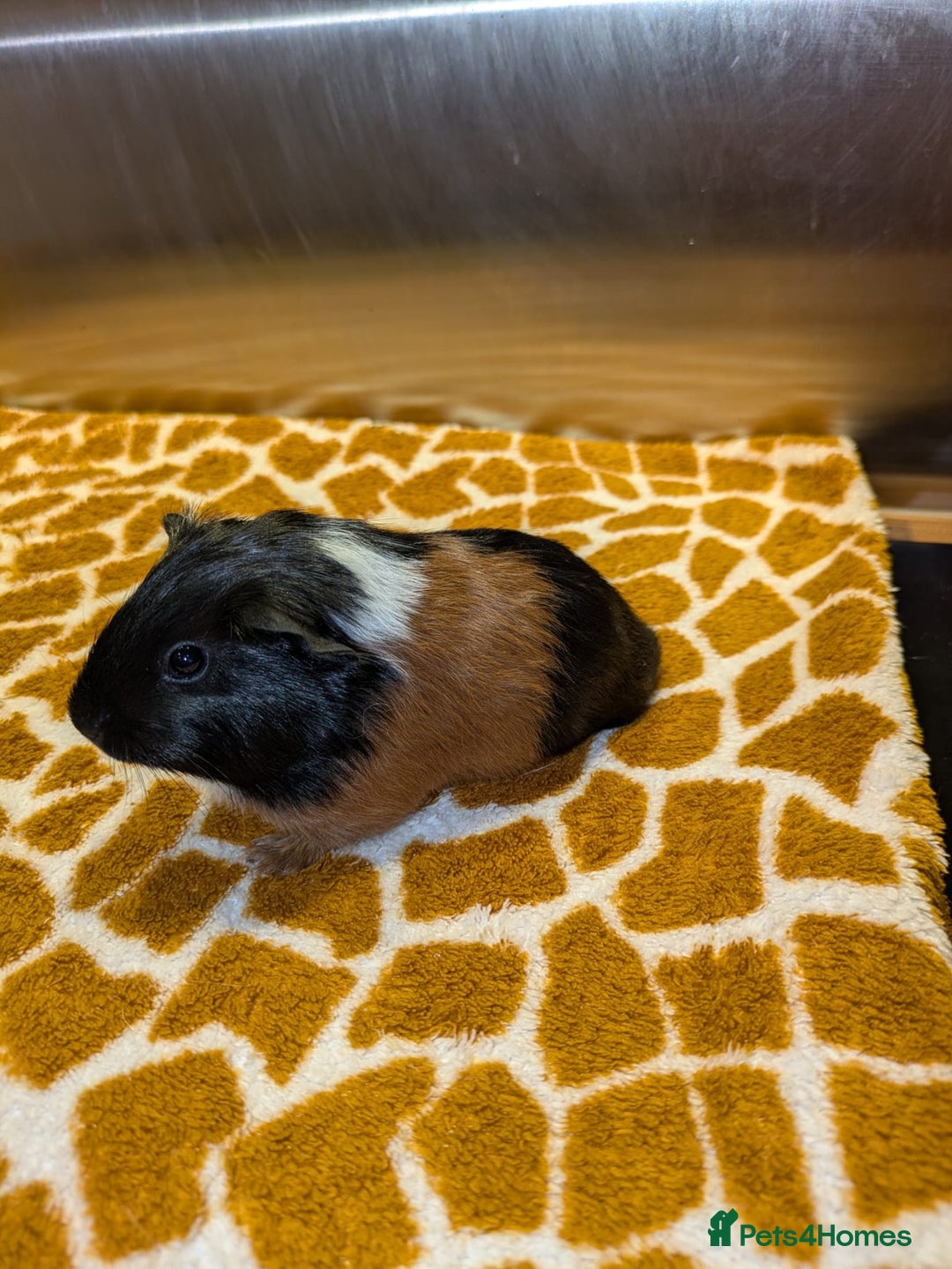 Guinea Pig rodents for sale: Two girls and three boys - Advert 3