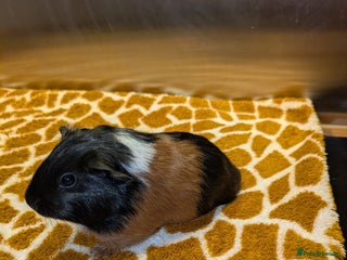 Guinea Pig rodents Pair of girls - Advert 17