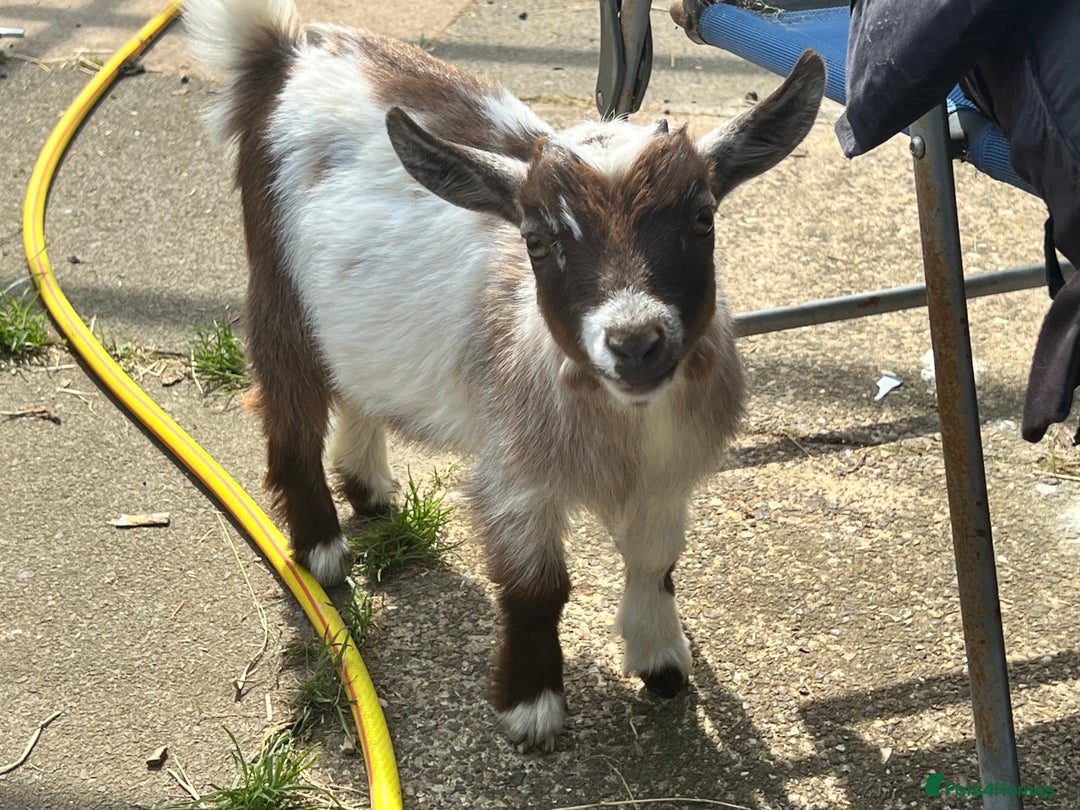 Goats livestock for sale: Gorgeous Chocolate & White Female Baby Pigmy - Image 8