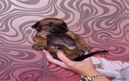Mixed Breed dogs for sale: Puppy’s available  - Image 7