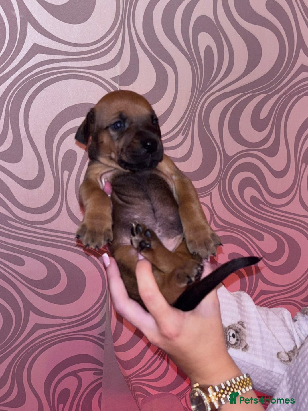 Mixed Breed dogs for sale: Puppy’s available  - Image 7