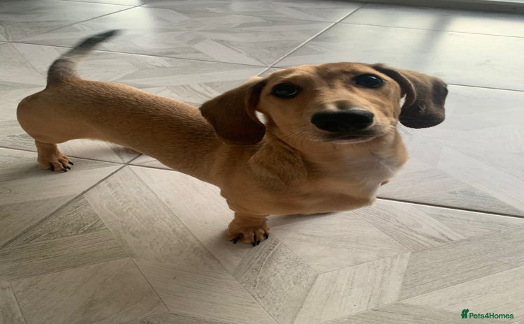 Miniature Dachshund dogs - Advert 2
