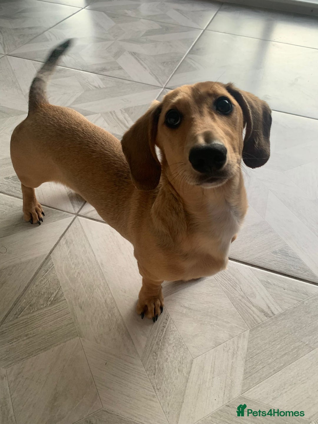 Miniature Dachshund dogs for sale: Kevin needs a new home  - Image 1