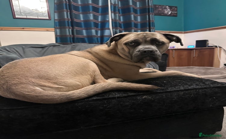 Mixed Breed dogs in Saint Helens - Advert 12