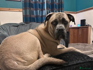 Mixed Breed dogs in Saint Helens - Advert 2