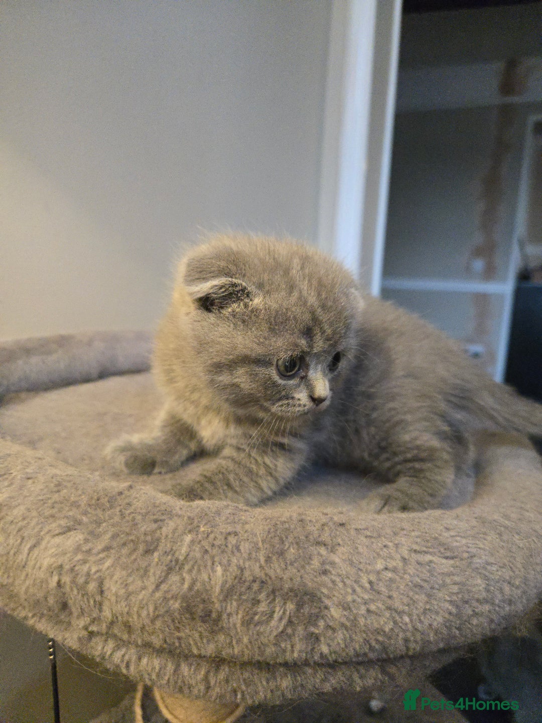 British Shorthair cats for sale: 3 British Blue / Scottish Fold kittens - Image 4