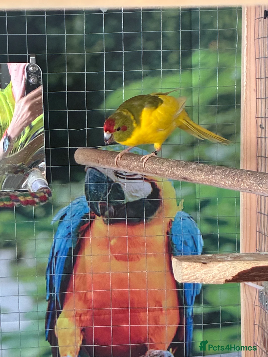 Cockatiels birds for sale: Bonded kakarikis in Otley - Advert 2