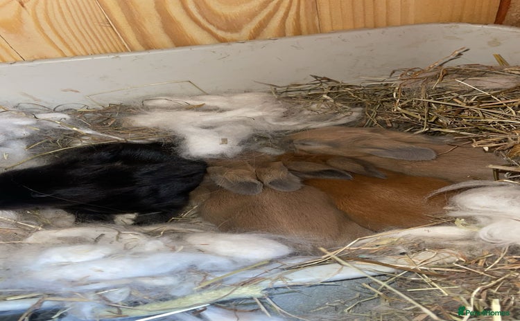 Angora rabbits in Wigan - Advert 2