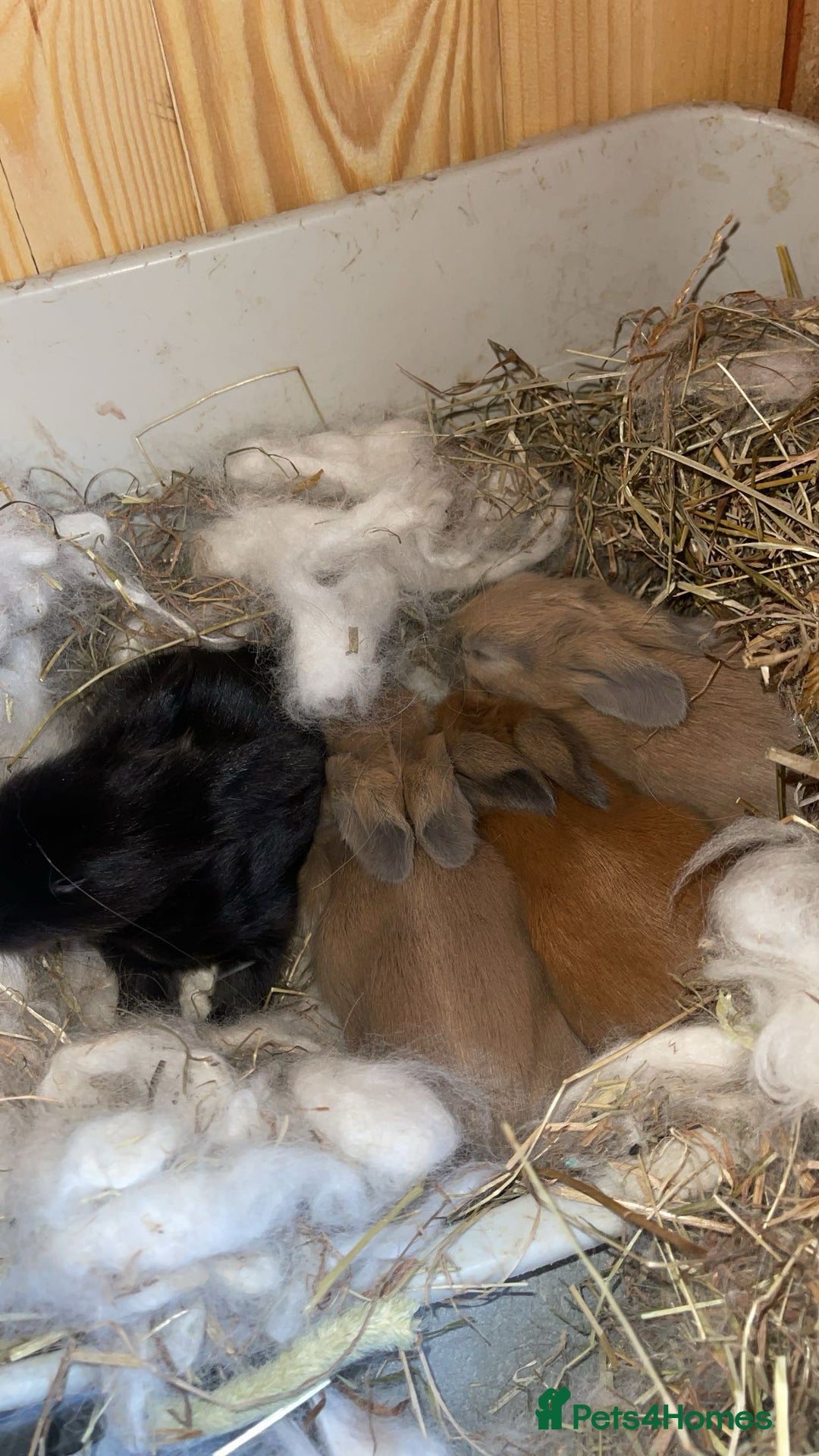 Angora rabbits for sale: French Imported Pedigree English Angoras in Wigan - Image 1